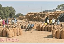 गडचिरोली : दिवाळीपूर्वीच धान खरेदीची लगबग, २० केंद्रांवर शेतकरी नोंदणी सुरू