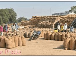गडचिरोली : दिवाळीपूर्वीच धान खरेदीची लगबग, २० केंद्रांवर शेतकरी नोंदणी सुरू