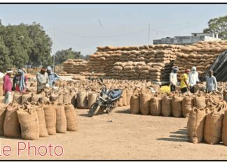 गडचिरोली : दिवाळीपूर्वीच धान खरेदीची लगबग, २० केंद्रांवर शेतकरी नोंदणी सुरू