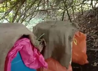 मुरूमबोडी जंगलपरिसरातील ५० किलो मोहसडवा नष्ट