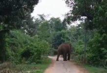 सावली : रस्त्यावर अचानक समोर आला रानटी हत्ती; जीव वाचवण्यासाठी धावलेल्या युवकाचा घेतला बळी
