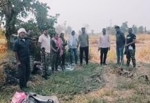 कुरखेडा : मका पिकात दबा धरून बसलेल्या बिबट्याचा अचानक हल्ला, दोन युवक जखमी