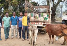 मुरूमगाव पोलिसांनी गोतस्करीचा कट उधळला : सहा गोवंशांना जीवनदान