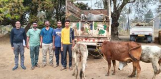 मुरूमगाव पोलिसांनी गोतस्करीचा कट उधळला : सहा गोवंशांना जीवनदान
