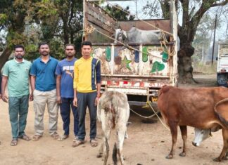 मुरूमगाव पोलिसांनी गोतस्करीचा कट उधळला : सहा गोवंशांना जीवनदान