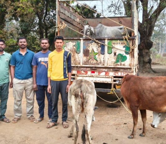 मुरूमगाव पोलिसांनी गोतस्करीचा कट उधळला : सहा गोवंशांना जीवनदान