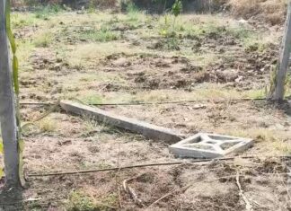 कळमटोला येथे रानटी हत्तींचा कहर ; ड्रॅगन फ्रूट, आंबा, पेरू बागांचे लाखोंचे नुकसान
