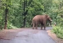 हत्ती पाहण्याचा मोह ठरला जीवघेणा ; गडचिरोलीत टस्करच्या हल्ल्यात इसम ठार