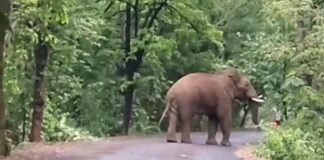 हत्ती पाहण्याचा मोह ठरला जीवघेणा ; गडचिरोलीत टस्करच्या हल्ल्यात इसम ठार