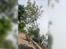 कारवाफा येथे महामार्गालगत मृत्यूचा सापळा ; धोकादायक झाड हटवण्यास प्रशासनाची टाळाटाळ