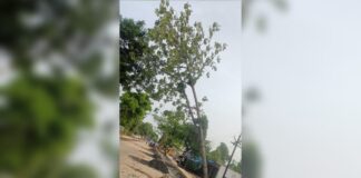कारवाफा येथे महामार्गालगत मृत्यूचा सापळा ; धोकादायक झाड हटवण्यास प्रशासनाची टाळाटाळ