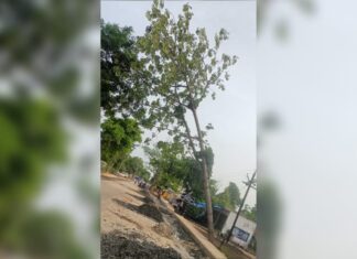 कारवाफा येथे महामार्गालगत मृत्यूचा सापळा ; धोकादायक झाड हटवण्यास प्रशासनाची टाळाटाळ