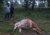 जिवंत विद्युत तारेचा स्पर्श ; बैलाचा जागीच मृत्यू, दुसरा गंभीर जखमी