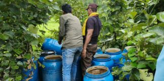 अवैध दारूविरोधात गडचिरोली पोलिसांचा धडाका ; ५.४० लाखांचा मोहफुलाचा सडवा नष्ट
