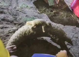 गडचिरोली : बनावट ग्राहकाच्या सापळ्यात ६ तस्कर अडकले, वाघांच्या अवयवासह २ खवले मांजर जप्त
