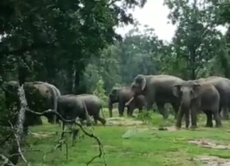 गडचिरोली : रानटी हत्तींचा गावात रात्रभर हैदोस