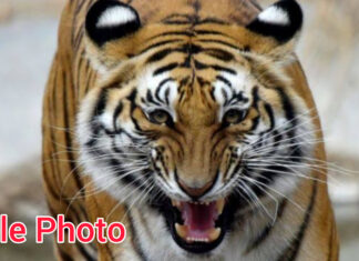 भद्रावती : चालबर्डी ( कोंढा) शेत शिवारात पट्टेदार वाघीणीचा मृत्यू