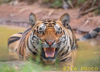 वाघाच्या हल्ल्यात ५ वर्षीय चिमुकलीचा मृत्यू ; परिसरात भीतीचे सावट