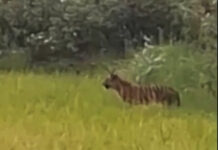 कापूस वेचताना अचानक दिसले वाघाचे बछडे; मासळ-मानेमोहाळी परिसरात भीतीचे सावट