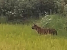 कापूस वेचताना अचानक दिसले वाघाचे बछडे; मासळ-मानेमोहाळी परिसरात भीतीचे सावट