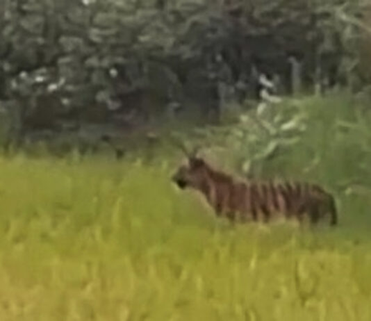 कापूस वेचताना अचानक दिसले वाघाचे बछडे; मासळ-मानेमोहाळी परिसरात भीतीचे सावट