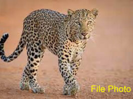 धानोरा : बिबट्याच्या हल्ल्यात वृद्ध ठार