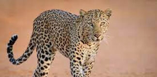 धानोरा : बिबट्याच्या हल्ल्यात वृद्ध ठार