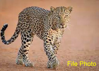 धानोरा : बिबट्याच्या हल्ल्यात वृद्ध ठार