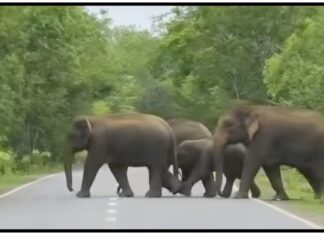 गडचिरोलीत रानहत्तींचा वावर : रील आणि फोटोंच्या नादात जीव धोक्यात घालू नका