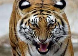 सावली : वाघाच्या हल्ल्यात गुराखी ठार